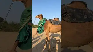 تفاجأ الجميع عندما صعدت الفتاة على الجمل بطريقة غريبة.