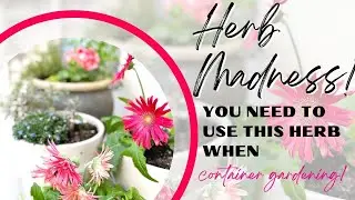 Small Space Garden Ideas at Home | BEST HERB FOR CONTAINER GARDENING! #short #shorts #garden