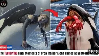 ✨ &ldquo;Orca Attack on Dolphin Trainer Jessica | The Real Story That Shook the World&rdquo;✨#fullrealvideoviral