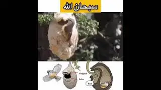 Самые умные птица. Знамения