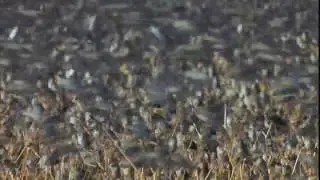 Планета Земля (2006). Это не саранча, это красноклювые ткачики.