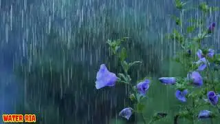 Cure Your Insomnia with These Beautiful Rain Sounds(WR-57) | RELAXING | ASMR