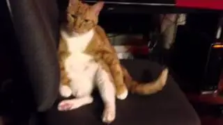 Cat sitting up & hunched over.