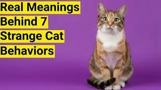 Real Meanings Behind 7 Strange Cat Behaviors Explained