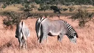 Gr&eacute;vy's zebra&nbsp;(Equus grevyi), also known as the&nbsp;imperial zebra # ม้าลายเกรวี่​#ม้าลาย