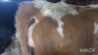 Первые признаки отела.