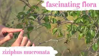 Увлекательная флора &mdash; зизифус остролистный (Ziziphus mucronata) с колючками буйвола