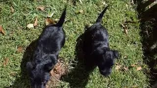Scottish Terriers at Southern Scotties in Amite Louisiana