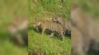 Felines of Peruvian Amazon Unveiled | Tambo Blanquillo Private Nature Reserve current Jaguar hotspot