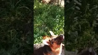 German Shepherd playing with water. Немецкая овчарка играет с водой.