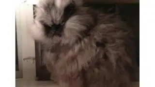 colonel meow