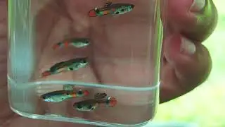Wild Rainbow peacock variation, Wild type Guppy, Stable line. (Poecilia Reticulata)