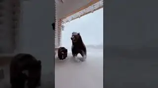 Snow-Covered Corner: Secret Base of Mother Bear and Cub