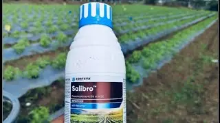 Root knot nematode जड़ से ख़त्म Salibro Corteva duniya ki sabse best davai