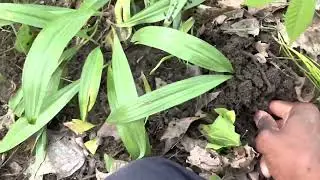 How to find and harvest wild ramps (Allium tricoccum). Wild, organic food.