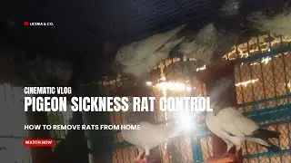 ইঁদুরের ভয়ে কবুতর অসুস্থ?😱 সমাধান জেনে নিন! | Pigeon Sickness Rat Control 🕊️ @pigeonloveromar