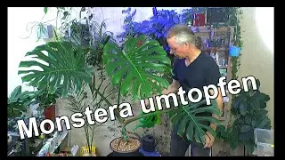 Zimmerpflanzen Spezial. Monster Monstera deliciosa umtopfen im mineralisches Substrat Vulkaflor