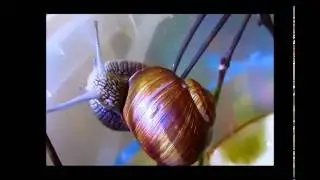 Приключение европейской улитки / Adventure grape snail