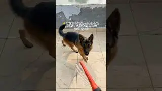 Dangerous German Shepherd: Don&rsquo;t mess with this dog #gsd #dog #pets #dogshorts #guarddog #shorts