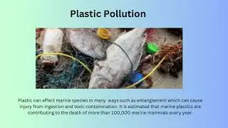 Ocean Pollution: Reel Life Science Entry 2024