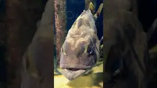 Amazing 🤩 Toba Aquarium Mie, Japan 🇯🇵 #toba #tobaaquarium #japan #shorts #shotsfeed #snakefish