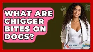 What Are Chigger Bites On Dogs? - Ask A Pet Vet
