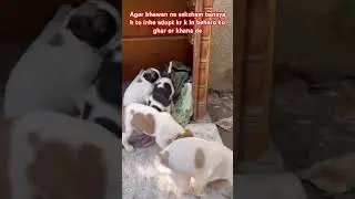 Don&rsquo;t shop adopt 🙏🏻 #shortsfeed #adoptstrays #dog #petlover #pets #love #cute #puppies #streetdog
