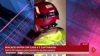 Bombeiros capturam macaco que invadiu casa em S&atilde;o Louren&ccedil;o