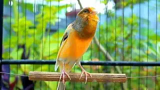 Daily Canary Sing Boost - 1 godzinę naturalnej pętli