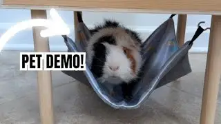 Guinea Pig Hideout Review | Best Playtime House for Small Pets 🐹🏠