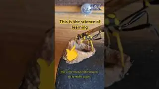 This is how these insects make cages #shorts