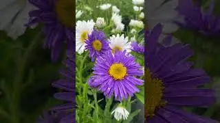 #ландшафтныйдизайн #garden #plant #flower #nursery #питомникрастений #астраальпийская #астра #aster