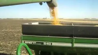 Cab view of combine unloading into Brent Wagon near Rush River, MN