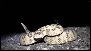 Utah Rattlesnake