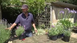 HOW TO GROW LAVENDER WITH PATRICK FAIRWEATHER