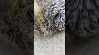growing baby pigeon | #shorts | baby pigeon videos