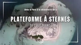 Avec le Parc national de la Guadeloupe à la découverte de la plateforme à sternes de l'îlet Blanc