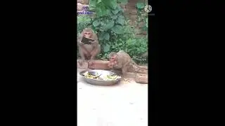 #shorts Monkeys eating Watermelon || Shararati Bandar || Art and Tails
