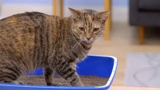 Натуральный наполнитель для кошачьего туалета OurPets Switchgrass с биоуглем | Chewy