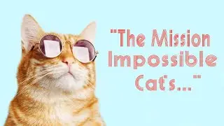 Mission impossible cat's...