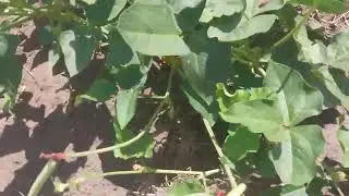 Colhendo feij&atilde;o verde pra almo&ccedil;ar 