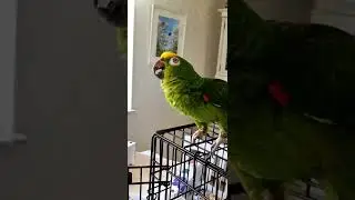 Helga the parrot is a entertainer