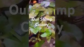 Our Shrimp Colony &mdash; All Colors Except Golden! 🦐✨