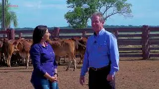 CHRISTOPHER EXLEY FALA SOBRE AS QUALIDADES DO SINDI NOS CRUZAMENTOS COM A RAÇA ANGUS