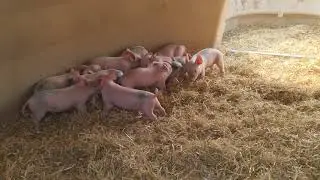 Piglets inside the Aardvark XL farrowing hut  