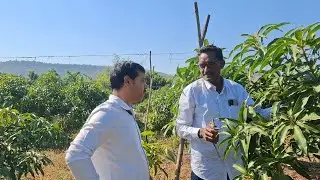 High Density Mango Plantation at Physiotherapist's Farm | Pruning & Spray Management