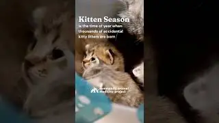 Kitten Season is ON! Help us stop the cycle before it starts. 🐾