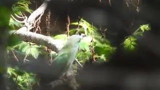 Blue-bearded Bee-eater (Nyctyornis athertoni) @Navadarshanam 16/4/22