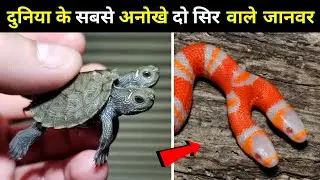 वैज्ञानिक भी हैरान हैं इन्हें देखकारक⚡The Weirdest Animal With Two Heads. #shorts #animals