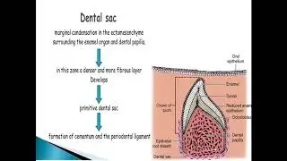 Stages of tooth development